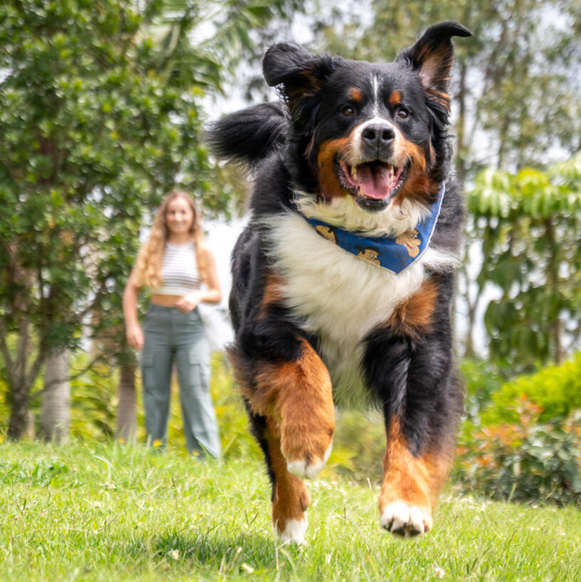 Bernese Mountain Dog walking beside a person in a grassy park.