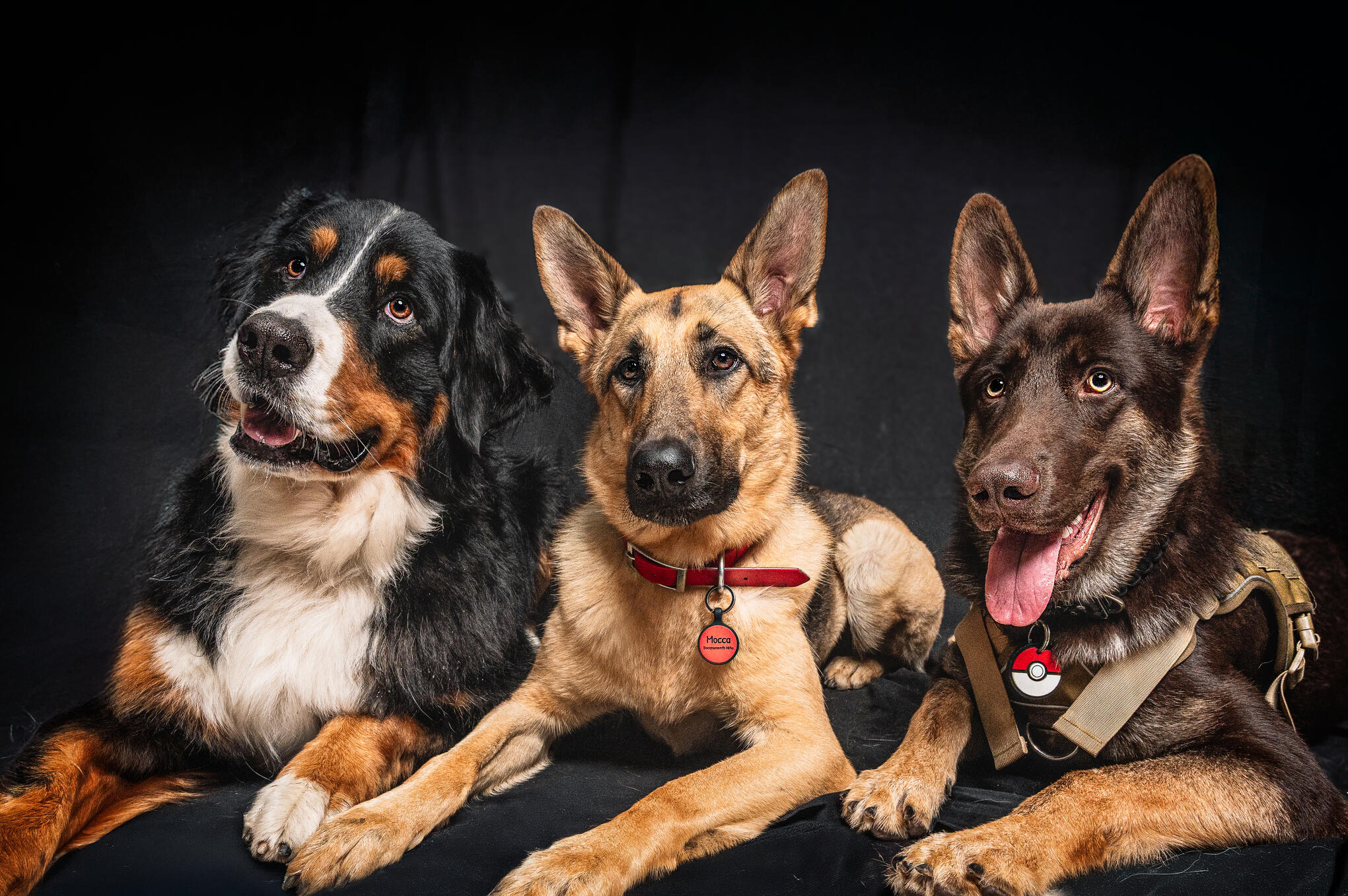 Studio portrait of German Shepperd posing against a neutral backdrop.